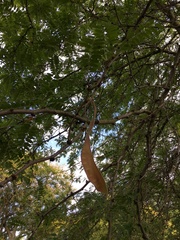 Gleditsia triacanthos