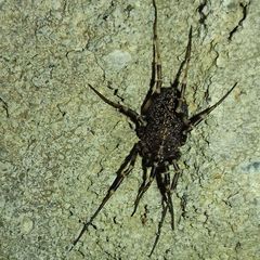 Egaenus convexus