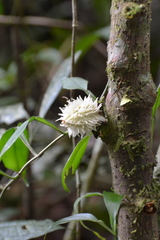 Carpotroche longifolia