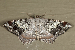 Macaria granitata