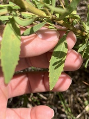 Eupatorium semiserratum