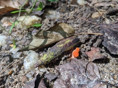 Sarcoscypha occidentalis