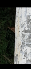 Asterocampa idyja argus