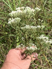 Eupatorium semiserratum