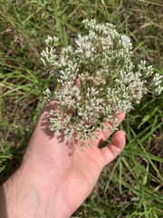 Eupatorium semiserratum
