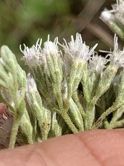 Eupatorium semiserratum