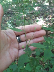Lapsana communis intermedia