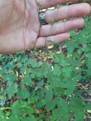 Lapsana communis intermedia