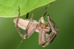 Pisaurina