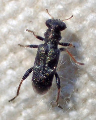 Phyllobaenus