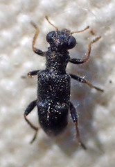 Phyllobaenus