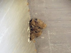 Apus affinis aerobates