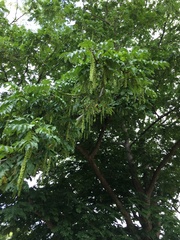 Pterocarya fraxinifolia
