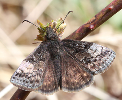 Erynnis icelus