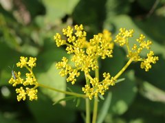 Patrinia scabiosifolia