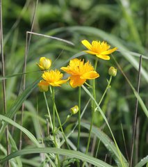 Trollius hondoensis