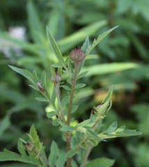 Serratula coronata insularis