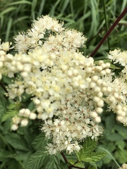 Filipendula ulmaria