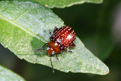 Blepharida