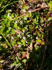 Euphrasia wettsteinii