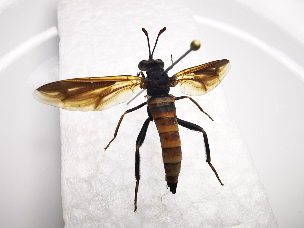 Phyllomydas eupolis