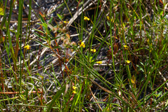 Xyris montana