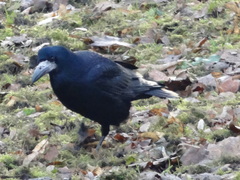 Corvus frugilegus