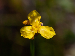 Xyris montana