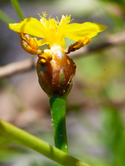 Xyris montana