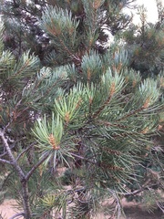 Pinus monophylla
