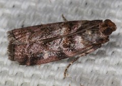 Dioryctria pygmaeella
