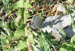Plebejus melissa annetta