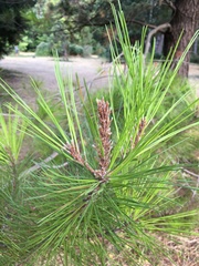 Pinus radiata