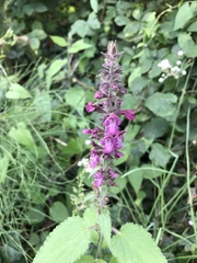 Stachys sylvatica