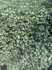 Dichondra argentea