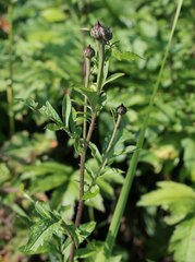 Serratula coronata insularis