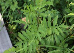 Serratula coronata insularis