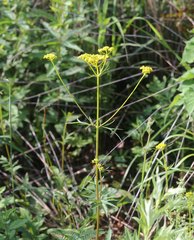 Patrinia scabiosifolia