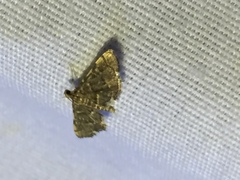Anageshna