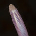 Horntail Worm Lizard - Photo (c) Grant Reed, some rights reserved (CC BY-NC), uploaded by Grant Reed