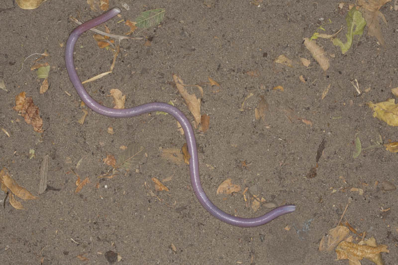 Pestle-Tailed Worm Lizard