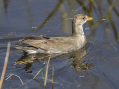 Paragallinula angulata