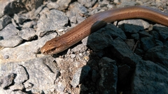 Anguis fragilis