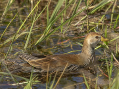 Paragallinula angulata