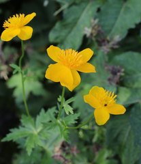 Trollius hondoensis