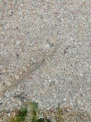 Pomatoschistus microps