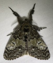 Dasychira plagiata