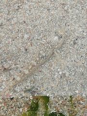 Pomatoschistus microps