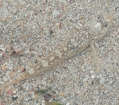 Pomatoschistus microps