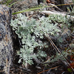 Artemisia alaskana
